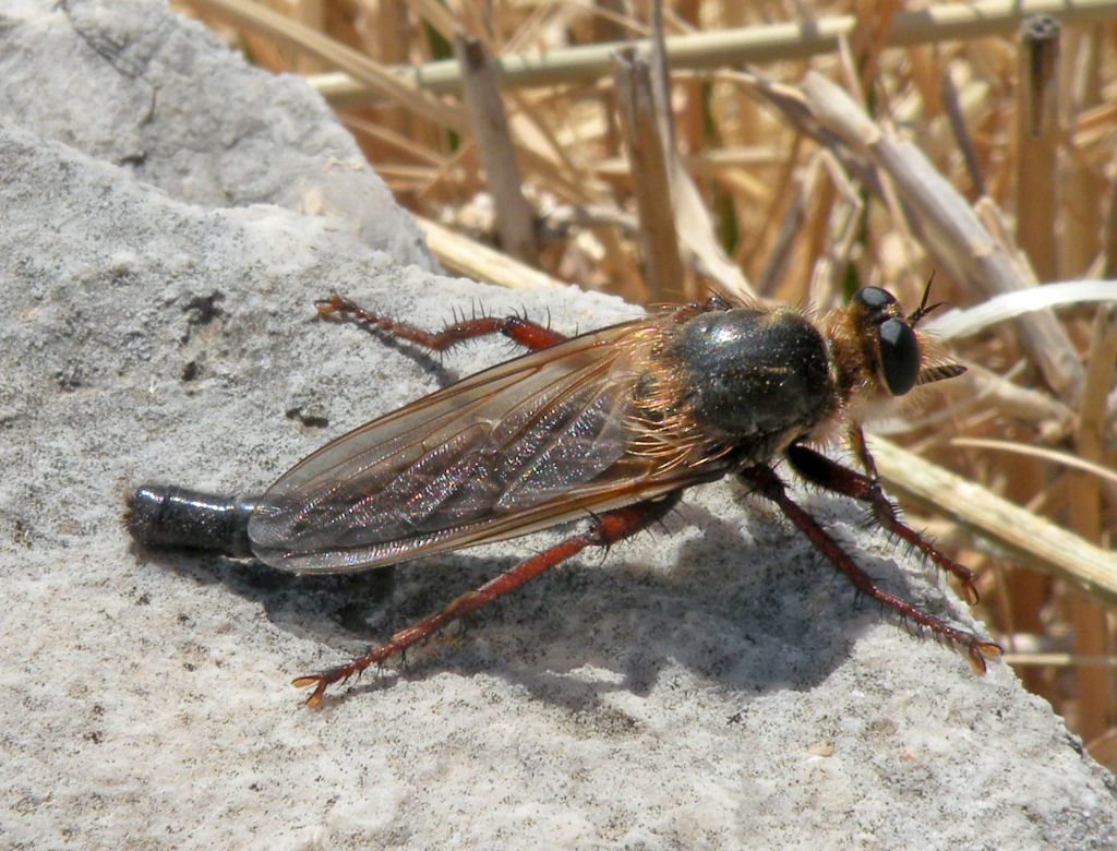 Asilidae greci